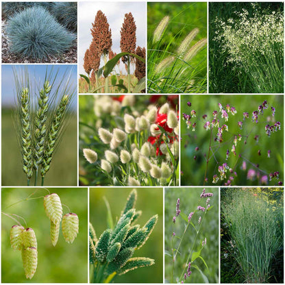 A collage of ornamental grass mix varieties in green and earthy tones.