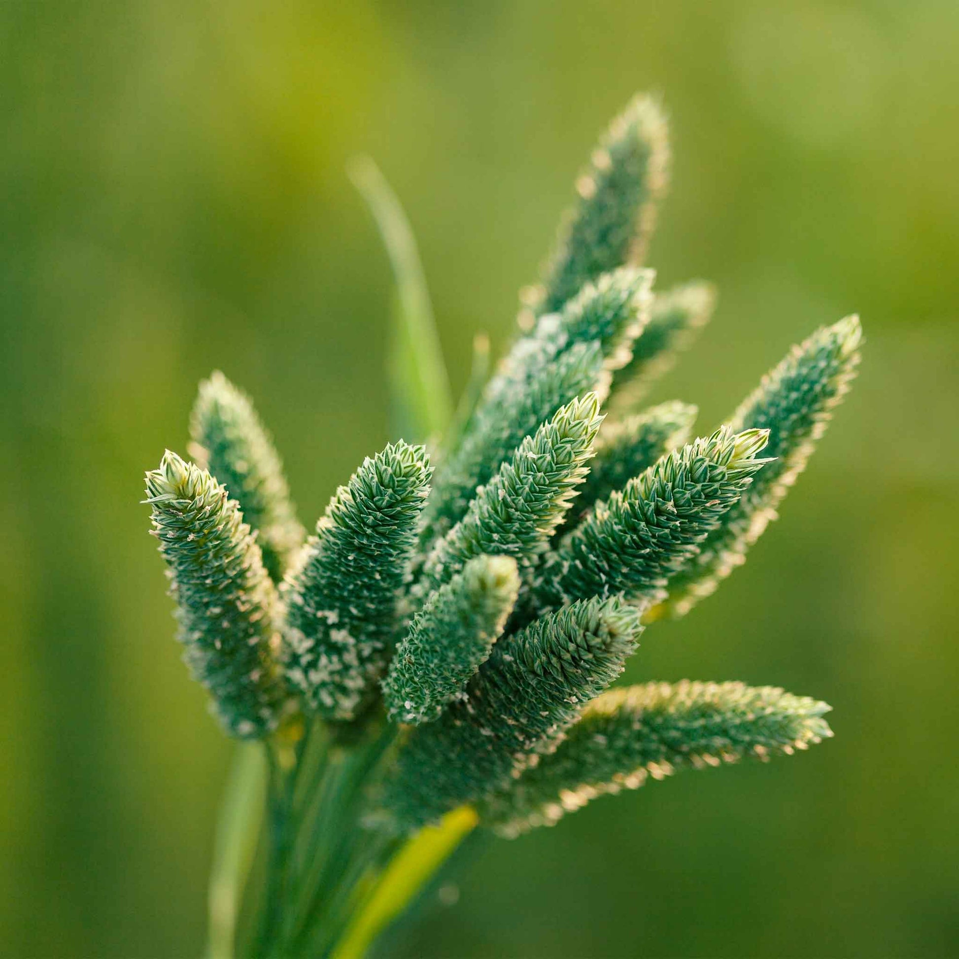 Ornamental grass mix with a fluffy green seed head against a bright blurred background.