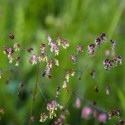 Ornamental grass mix with varied textures and pink blooms against a soft green background.