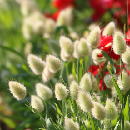 Ornamental grass mix with white fluffy seed heads and red flowers in the background.