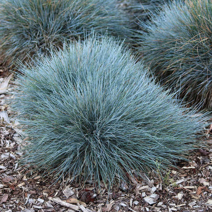 Ornamental grass mix featuring a blue-green mounding grass against a blurred background.