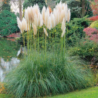 White pampas grass plumes standing tall against a clear blue sky.