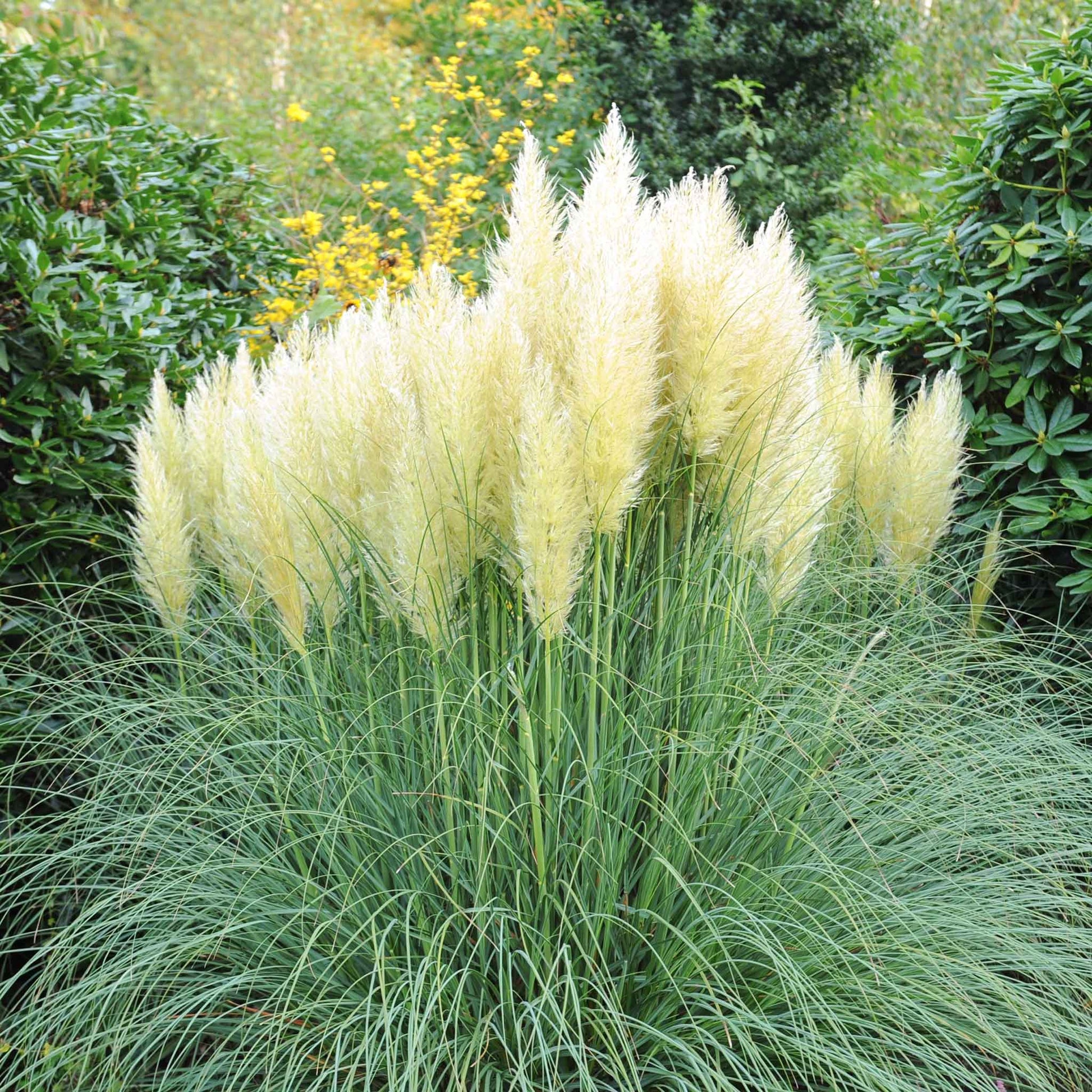 Fluffy white pampas grass plumes swaying against a blurred green background.