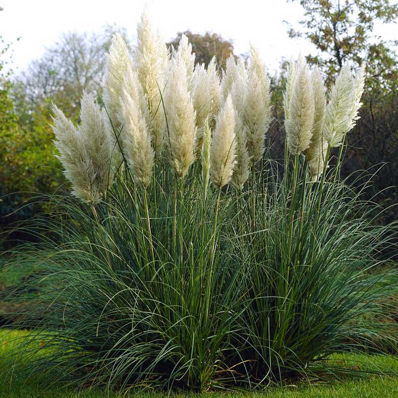 Tall white pampas grass plumes rising above a lush green garden background.