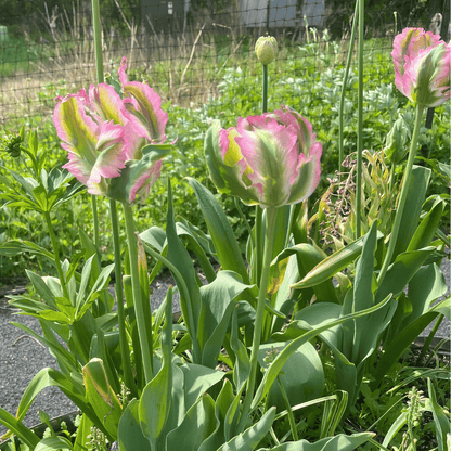 Tulip 'Green Wave'