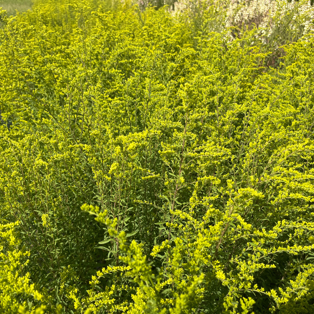 Gray Goldenrod - PollinateHV Local Ecotype Seedling
