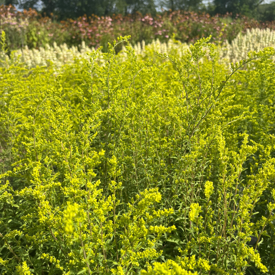 Gray Goldenrod - PollinateHV Local Ecotype Seedling