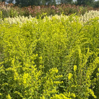 Gray Goldenrod - PollinateHV Local Ecotype Seedling