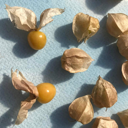 Aunt Molly's Ground Cherry Seedlings