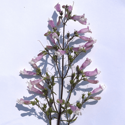Hairy Beardtongue - PollinateHV Local Ecotype