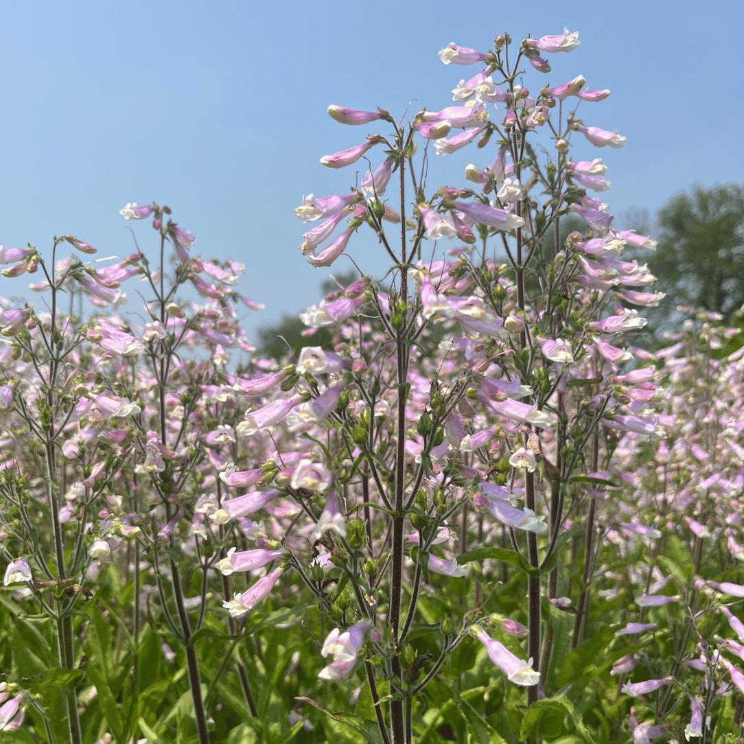 Hairy Beardtongue - PollinateHV Local Ecotype Seedling