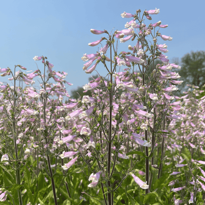 Hairy Beardtongue - PollinateHV Local Ecotype Seedling