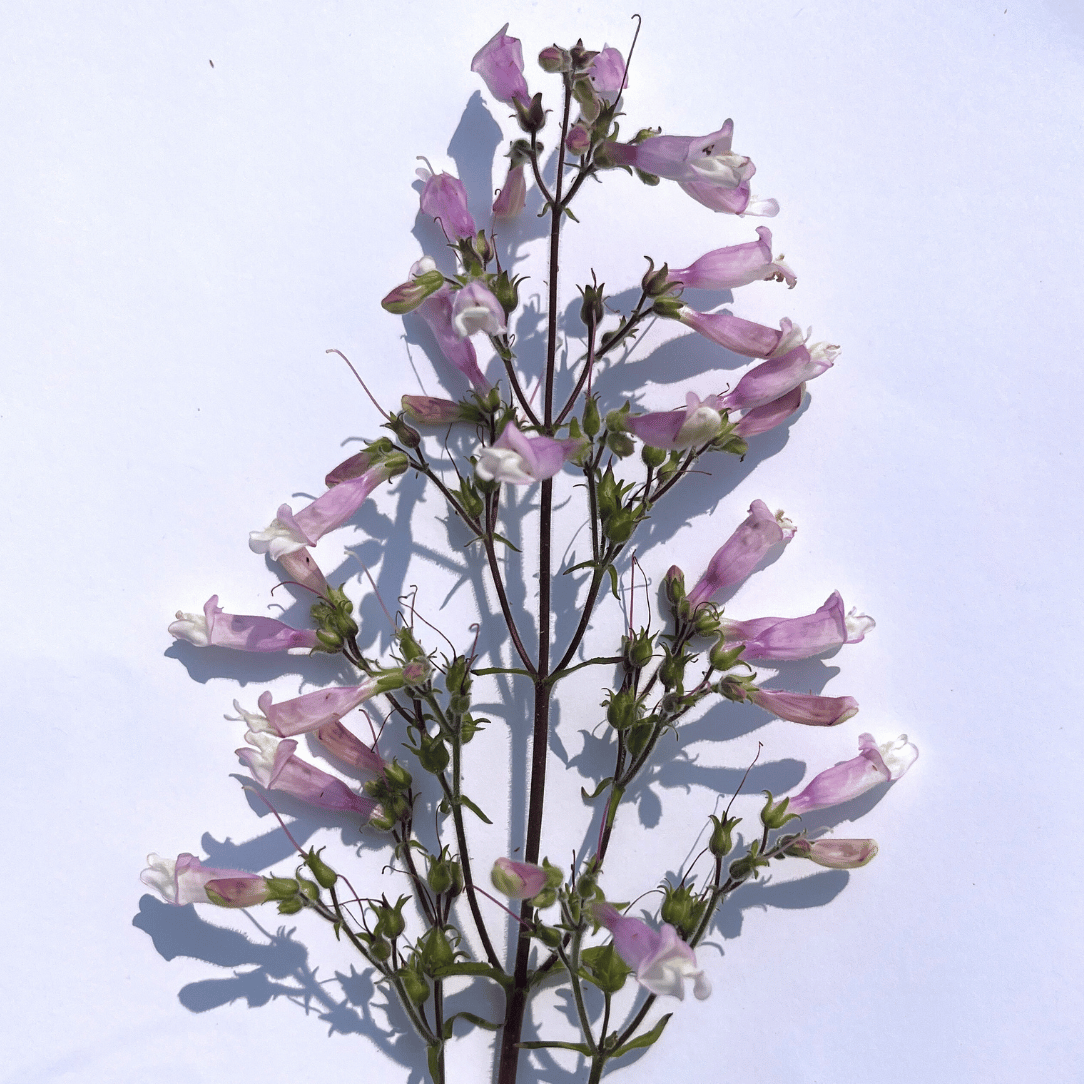 Hairy Beardtongue - PollinateHV Local Ecotype Seedling