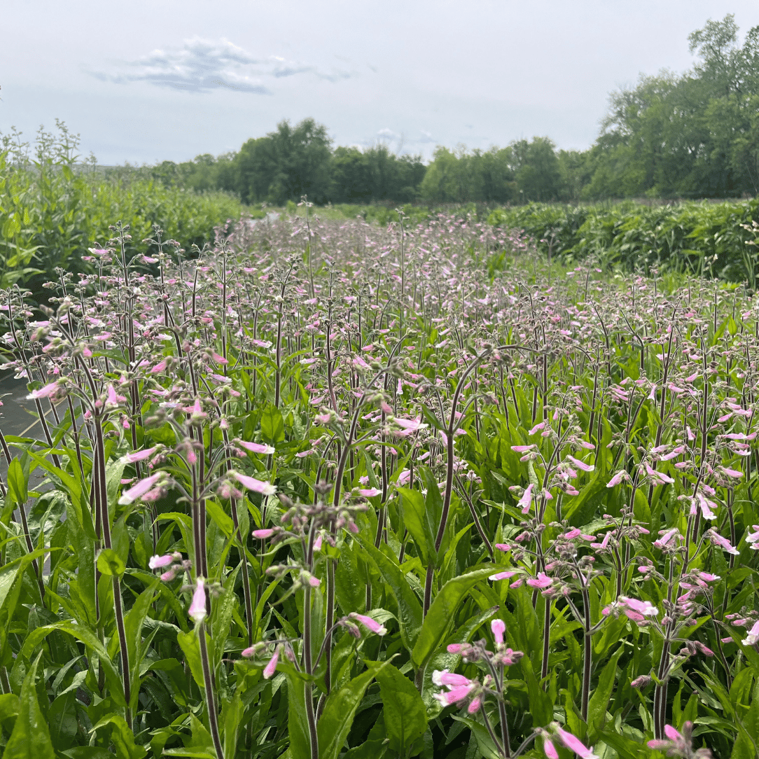 Hairy Beardtongue - PollinateHV Local Ecotype Seedling