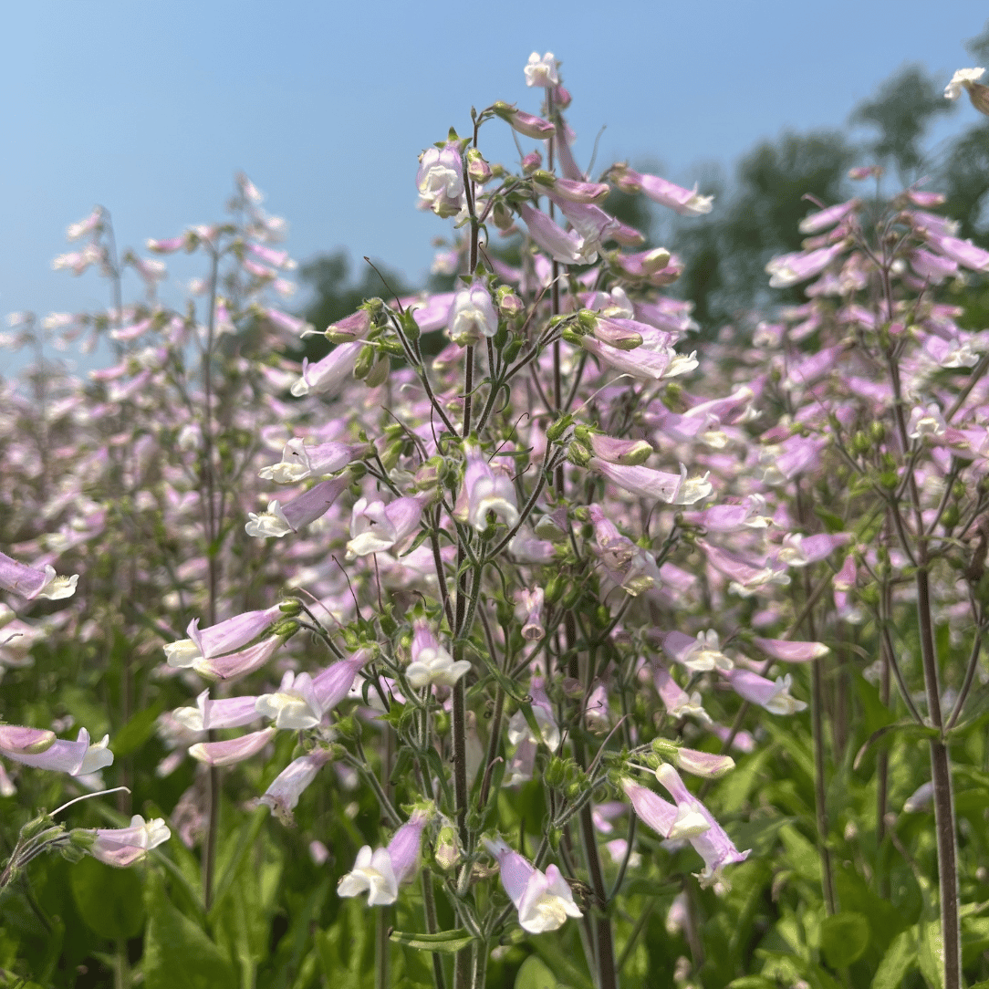 Hairy Beardtongue - PollinateHV Local Ecotype Seedling