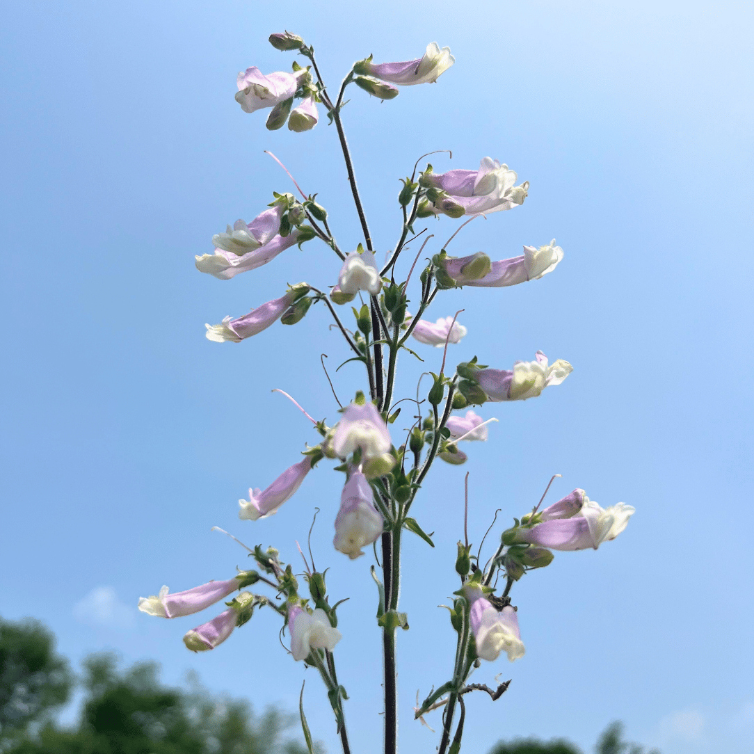 Hairy Beardtongue - PollinateHV Local Ecotype Seedling