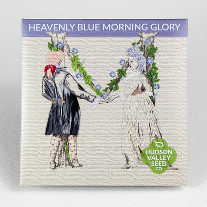 Heavenly Blue Morning Glory