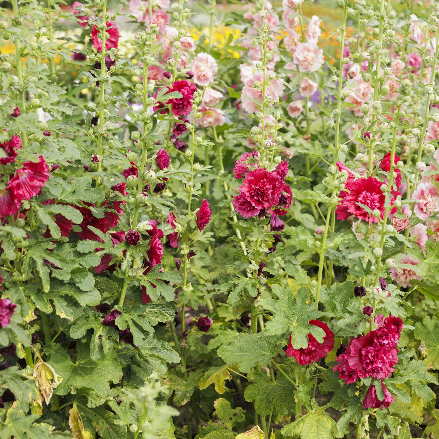 Hollyhock chater double red rich layered petals against a blurred garden backdrop.