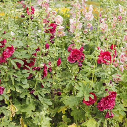 Hollyhock chater double red rich layered petals against a blurred garden backdrop.