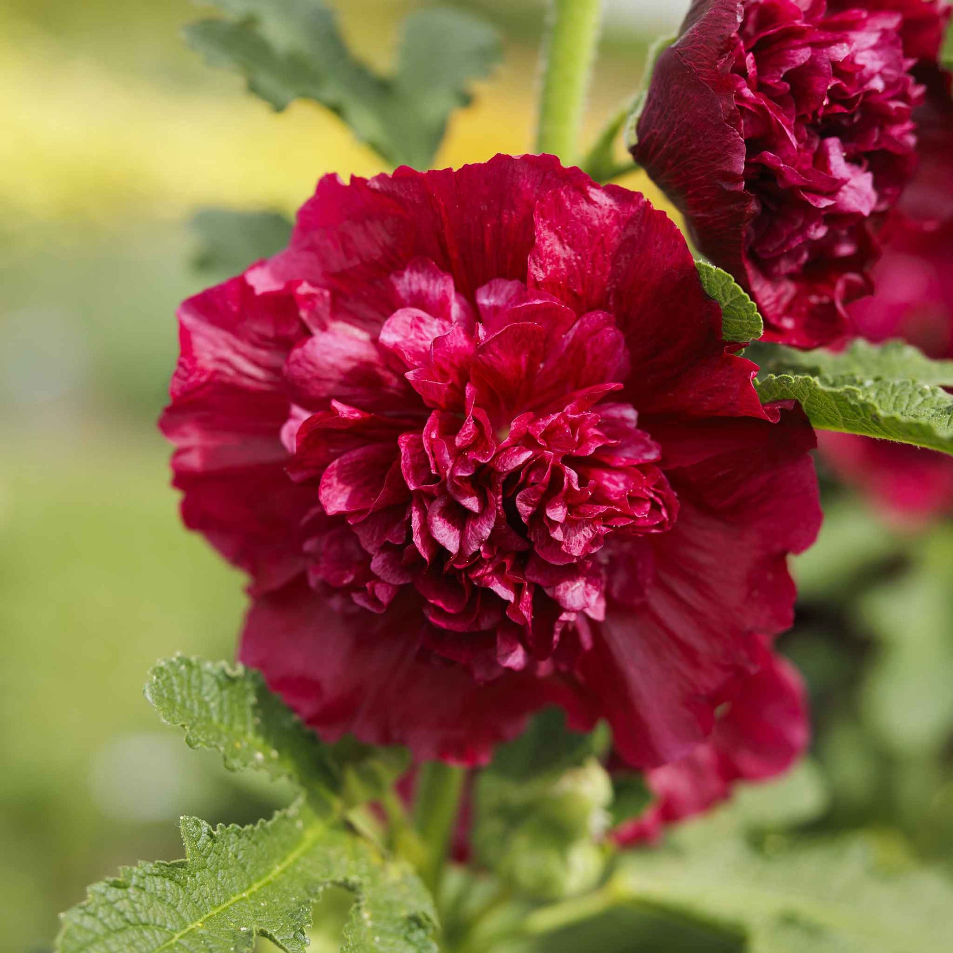 Hollyhock chater double red salmon ruffled blooms filling the frame against green foliage.