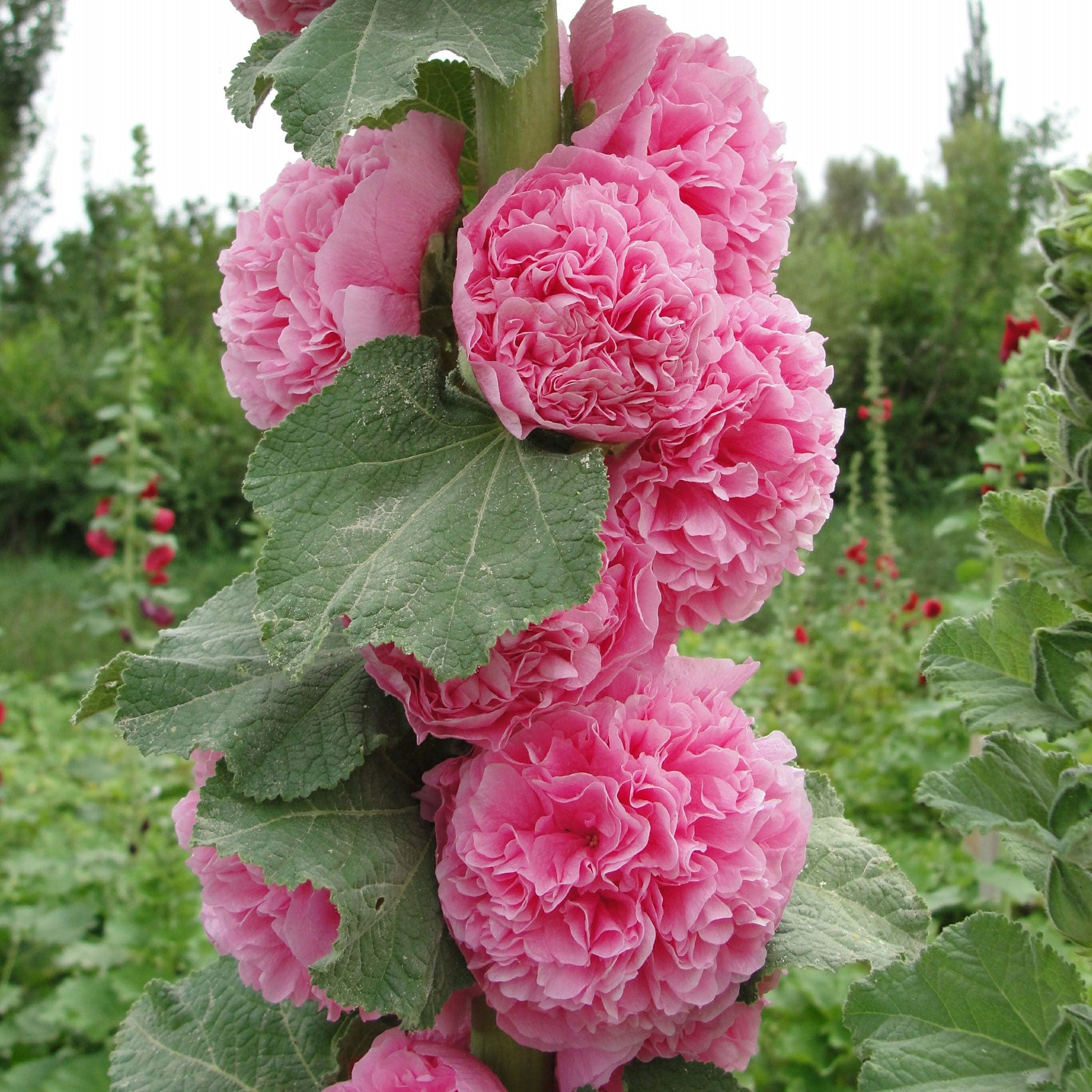 Hollyhock chaters double mixed pink, yellow and red blooms in a sunny green garden.