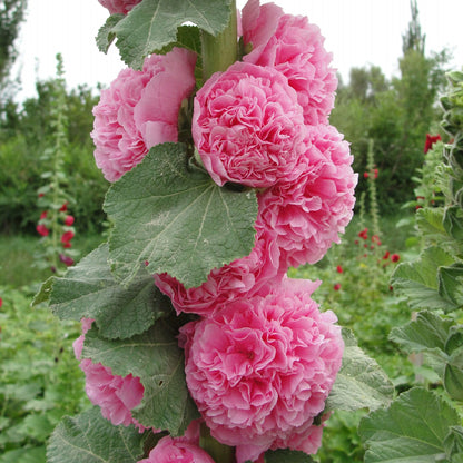 Hollyhock chaters double mixed pink, yellow and red blooms in a sunny green garden.