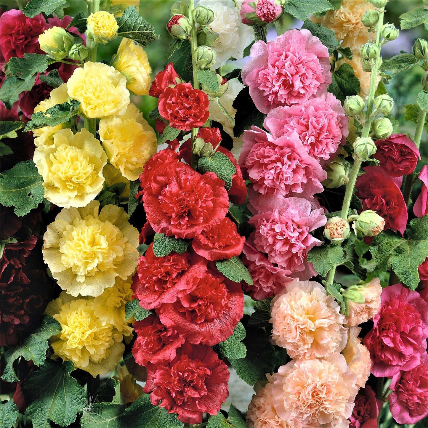 Hollyhock chaters double large pink ruffled blooms on a blurred garden background.
