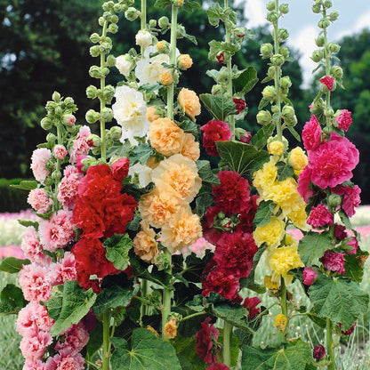 Hollyhock chaters double vibrant pink ruffled petals against a soft green background.