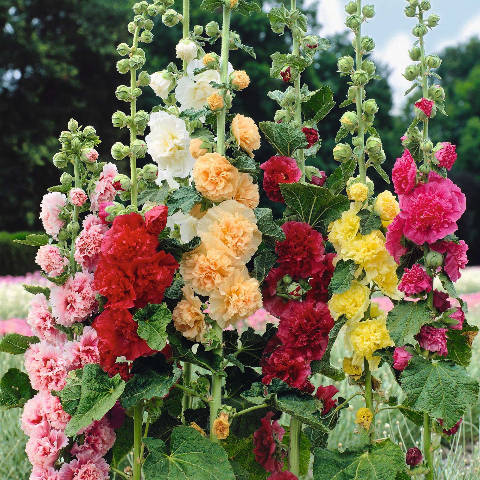 Hollyhock chaters double vibrant pink ruffled petals against a soft green background.