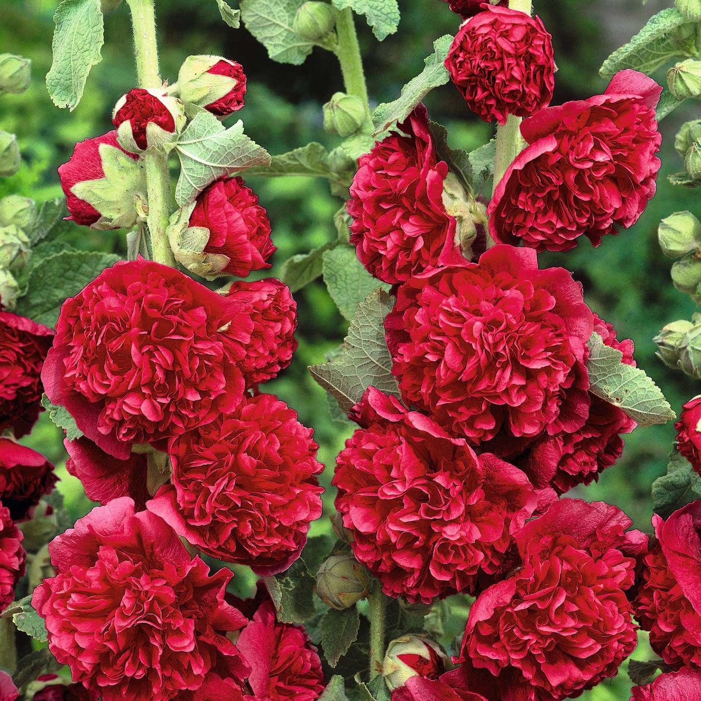 Red chaters double hollyhock vibrant red layered petals standing tall on a green stem.