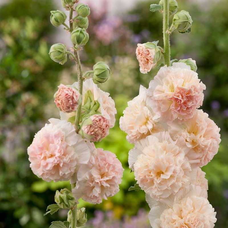Hollyhock chaters double salmon pink delicate petals on a soft blurred background. | copyright: Floramedia UK Ltd