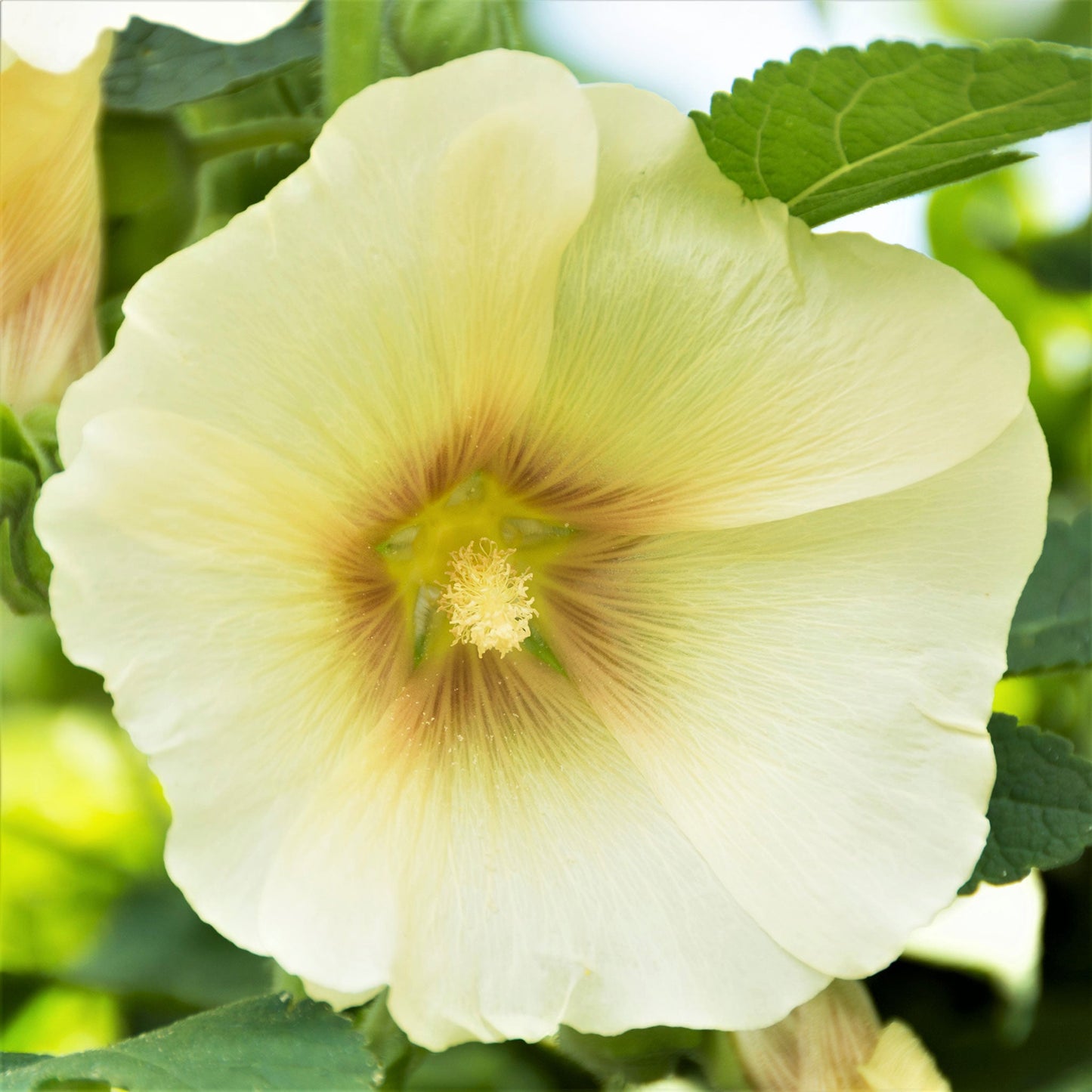 Henry viii lemon hollyhock light yellow petals against a blurred green background.
