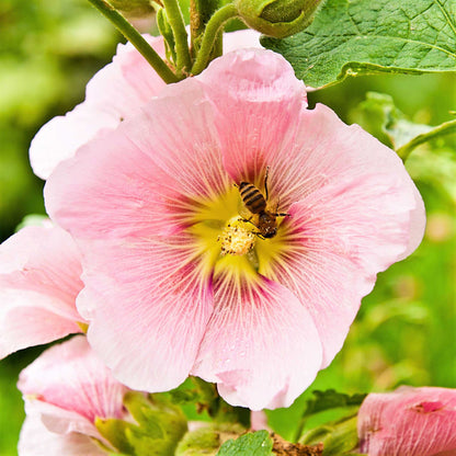 Henry viii pink hollyhock vibrant pink blossoms with ruffled petals and yellow centers.