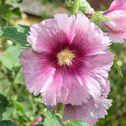 Henry viii pink hollyhock vibrant pink petals with detailed layers on a garden backdrop.