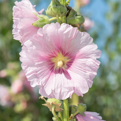Henry viii pink hollyhock vibrant pink blooms with lush green foliage in the background.