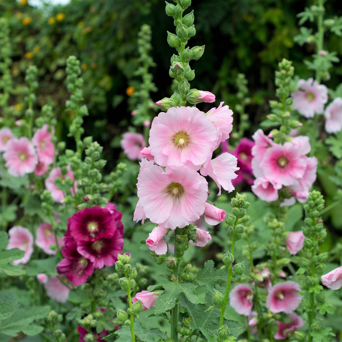 Henry viii pink hollyhock ruffled petals in various stages of bloom on green stems.