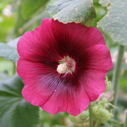 Henry viii red hollyhock vibrant red bloom against a blurred green background.