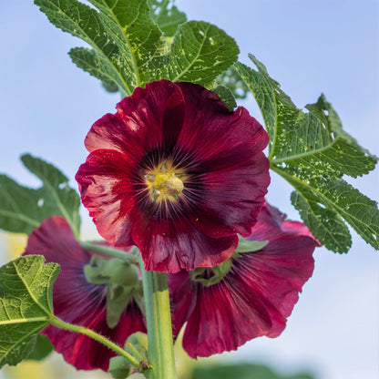 Henry viii red hollyhock large open red blooms standing tall against a blurred green backdrop.