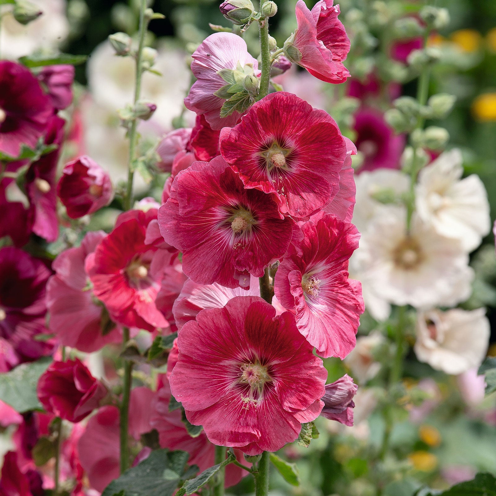 Hollyhock indian spring soft pink bloom with a blurred green background.