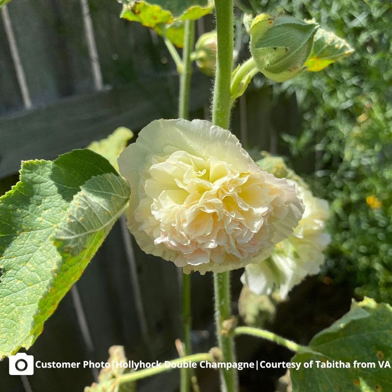 Champagne majorette hollyhock light pink ruffled petals with a soft yellow center.