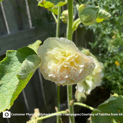 Champagne majorette hollyhock light pink ruffled petals with a soft yellow center.