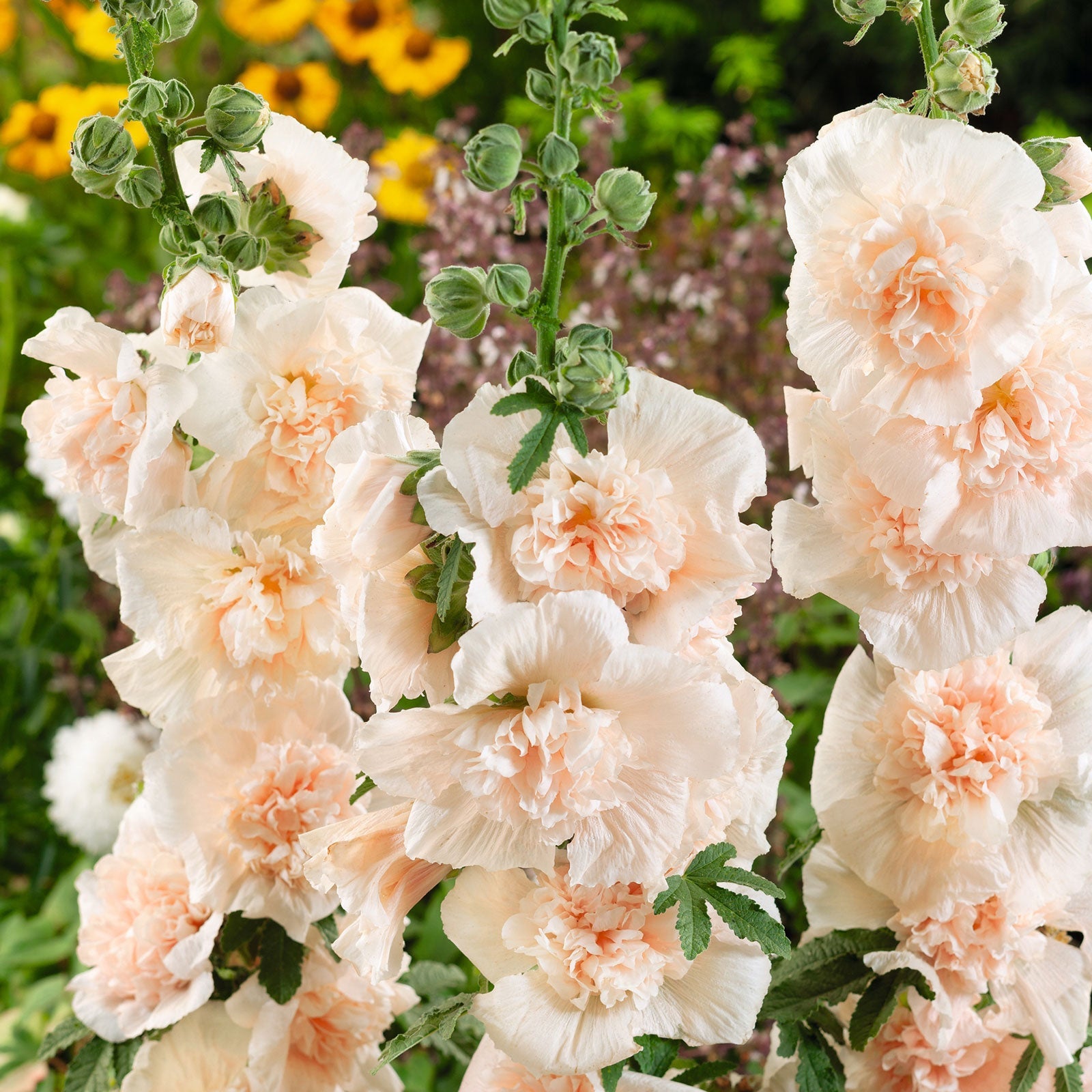 Champagne majorette hollyhock light ruffled double petals against a muted background.