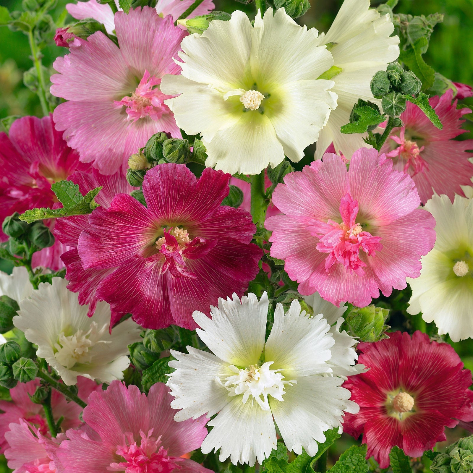 Hollyhock majorette mix pink double ruffled bloom with yellow center on a blurred backdrop.