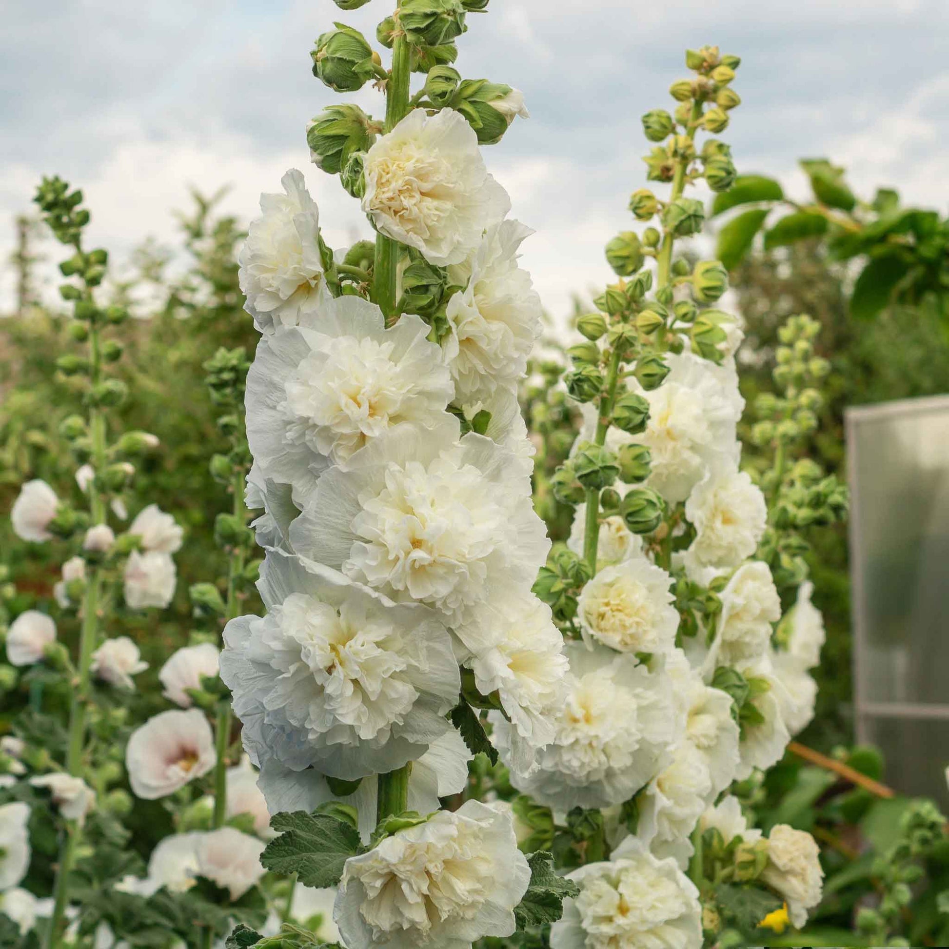 Hollyhock majorette double white ruffled blooms on a tall green stem.