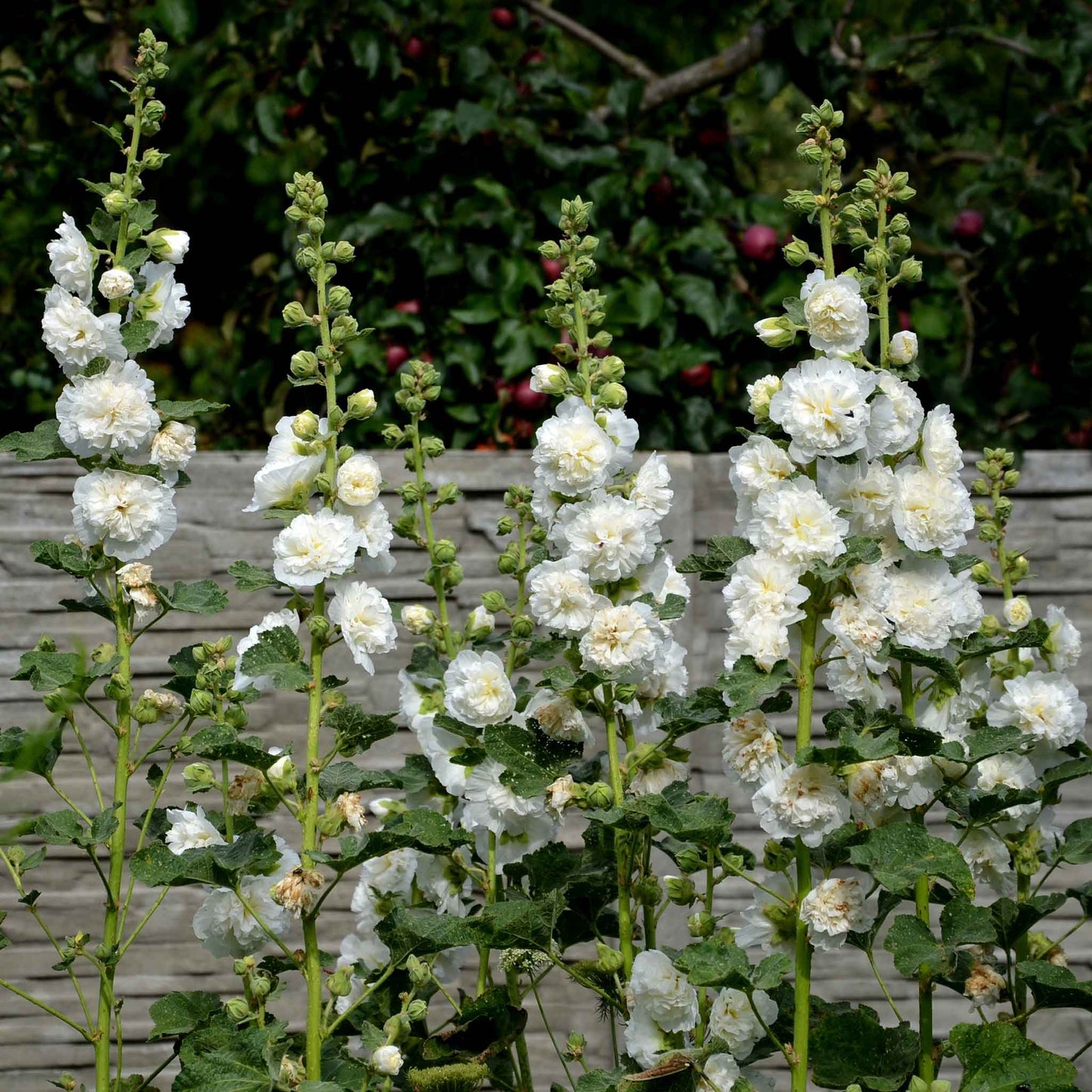 Hollyhock majorette double white ruffled petals on a green stem in a garden.