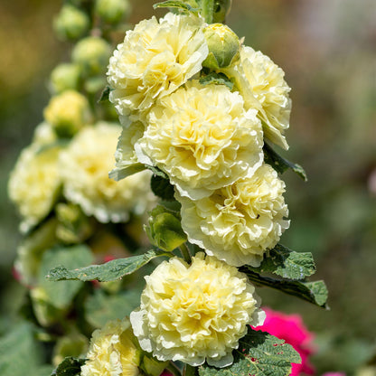 Yellow majorette hollyhock ruffled yellow blooms filling the frame in a green garden.
