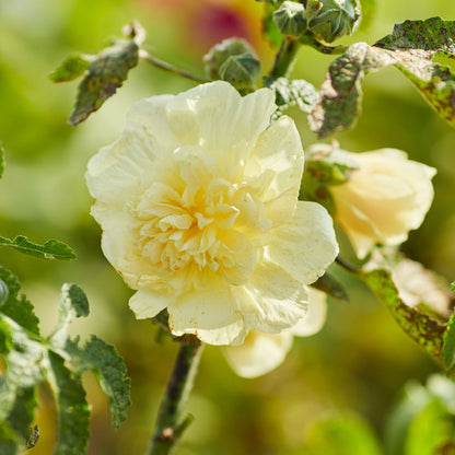 Yellow majorette hollyhock layered yellow petals against a sunny garden backdrop.