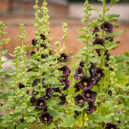 Hollyhock nigra black crinkled petals with dark centers in full bloom.
