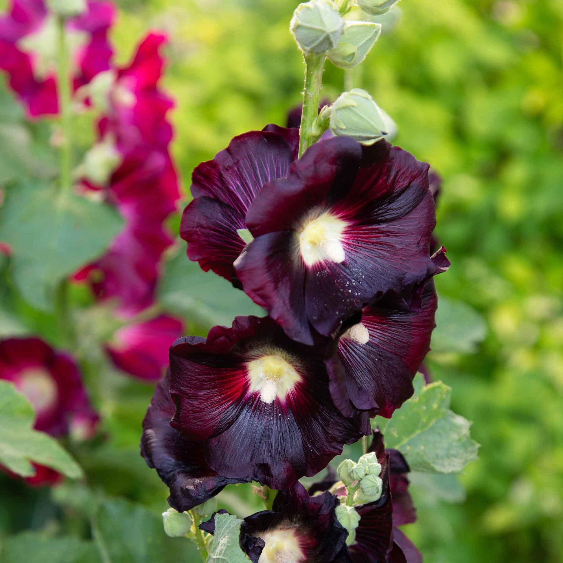 Hollyhock nigra dark almost black ruffled petals against a green garden background.