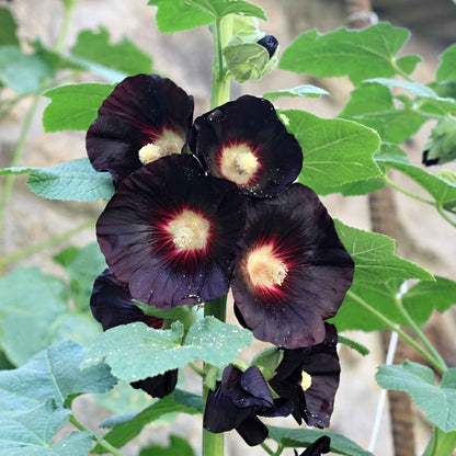 Hollyhock nigra deep dark blooms with rich black petals against green foliage.